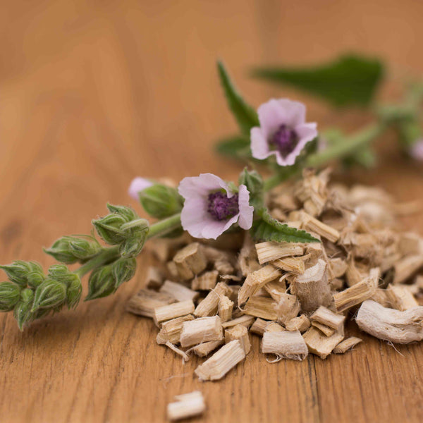 Marshmallow Root - view 1